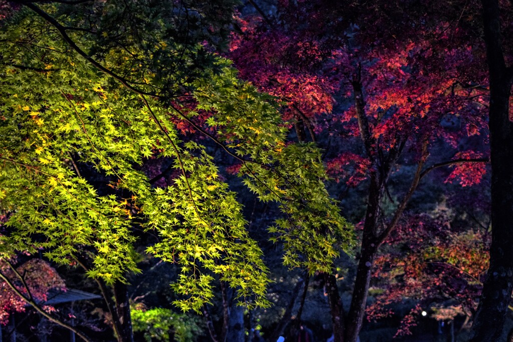 観葉の夜