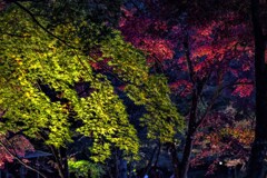 観葉の夜