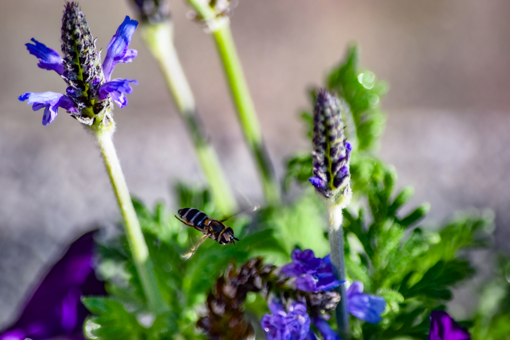 flying bee