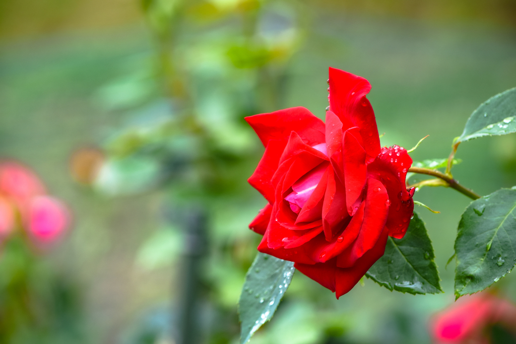 So red the Rose