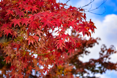 もみじ枯れの季節