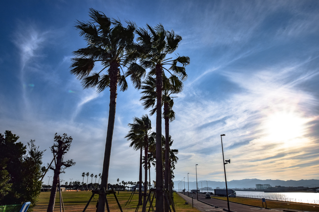 TROPICAL SKY