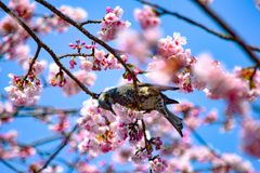 bulbul