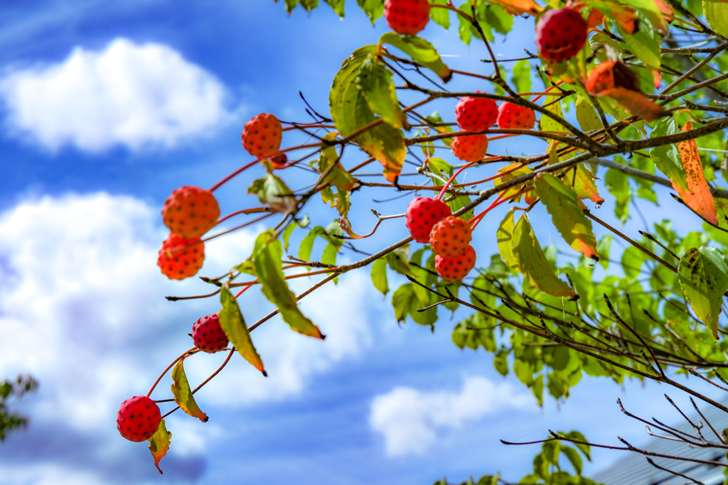 Tree berries