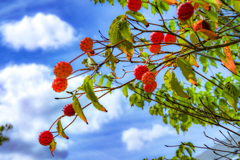 Tree berries