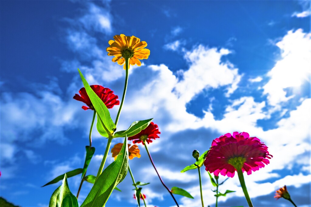 Zinnia
