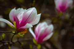 Spring focus