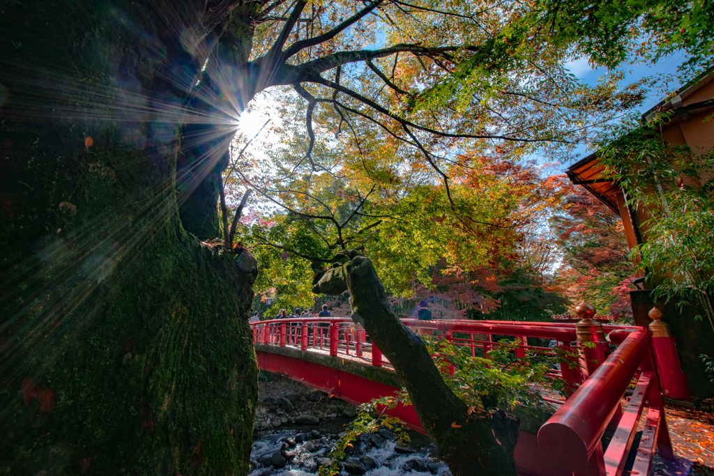 修善寺 桂川の回廊