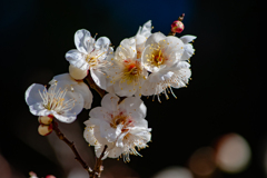 Cherry Blossom