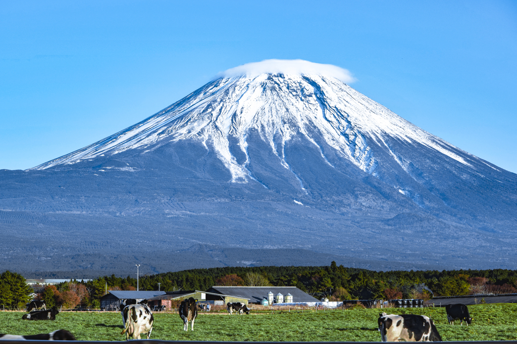 朝霧高原の情景