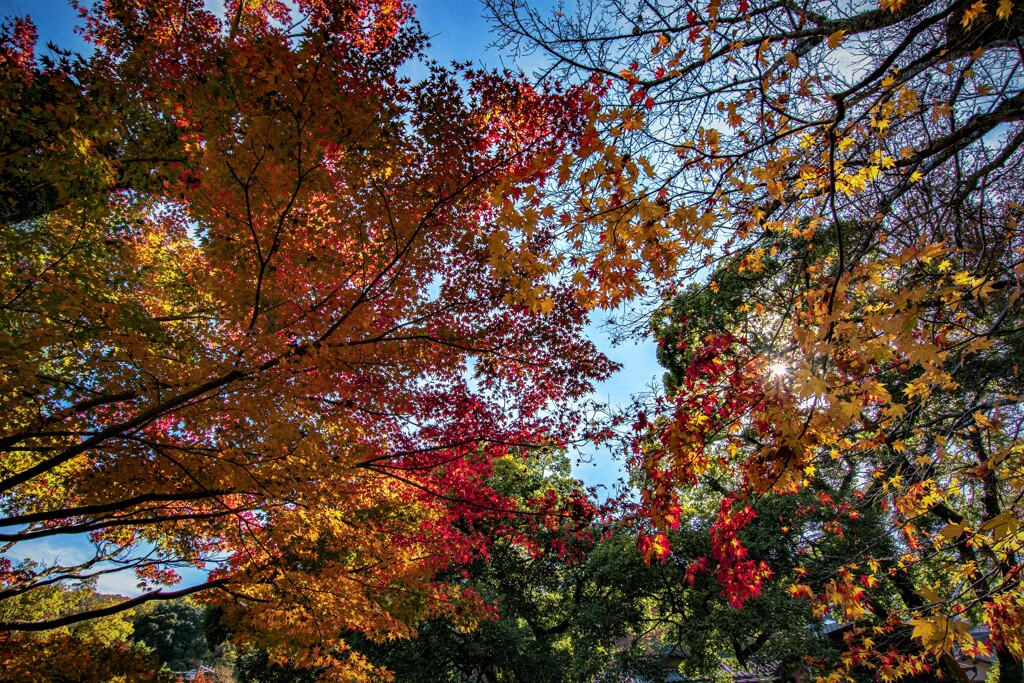 秋色待ち侘びて
