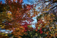 秋色待ち侘びて