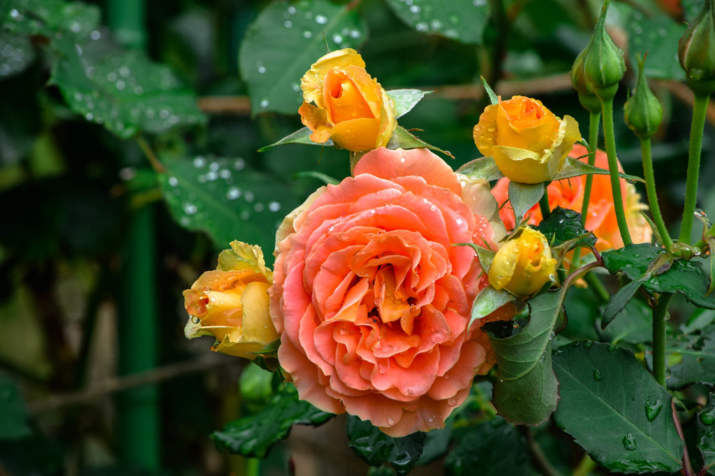 Rainy Rose
