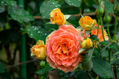 Rainy Rose