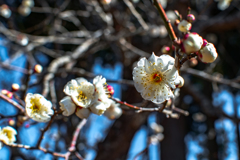 Flower of hope