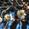 Flower of hope