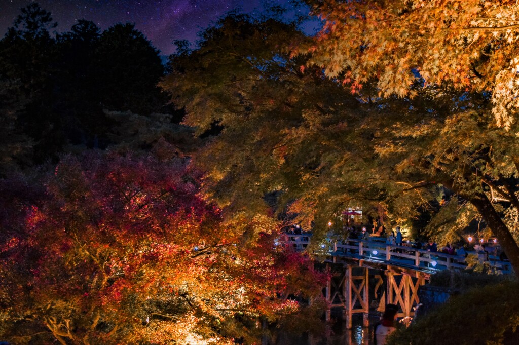 Light up Leaves