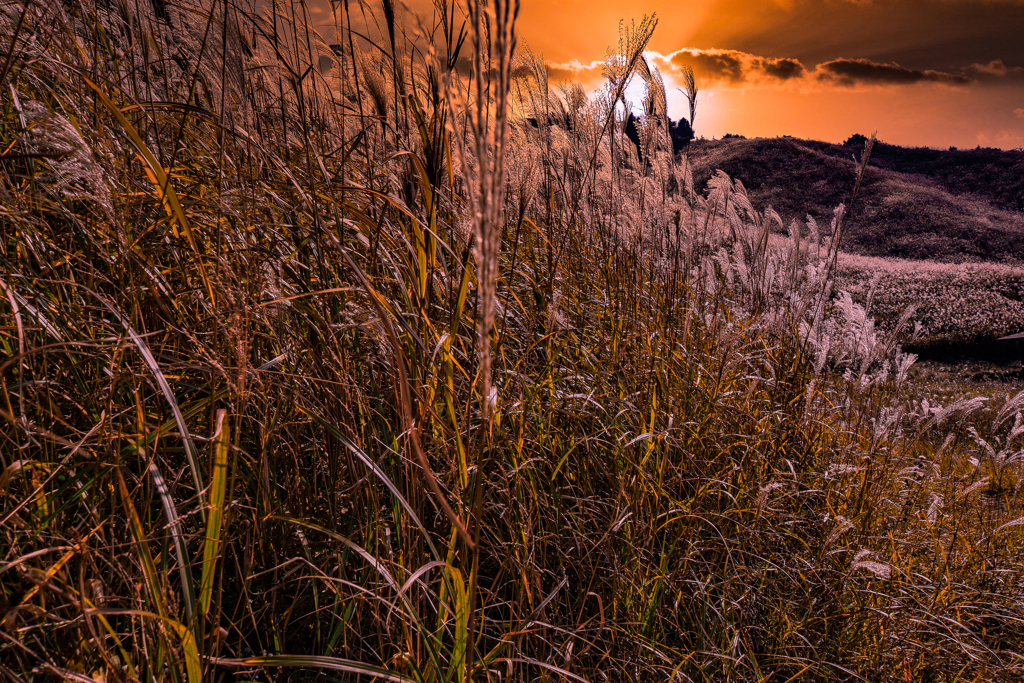 Withered field