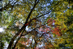 紅葉はじめ