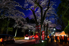 夜桜見物