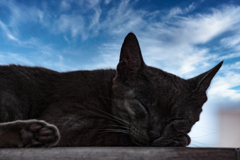 Big Sleep