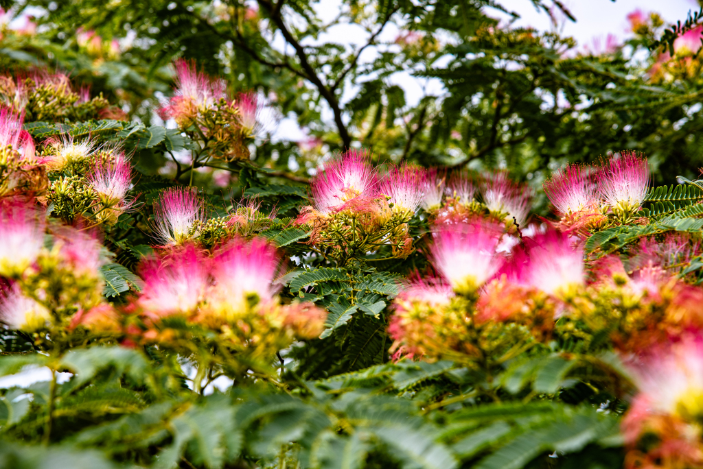 合歓の木の花火