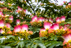 合歓の木の花火
