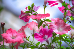 グリーンカーテン