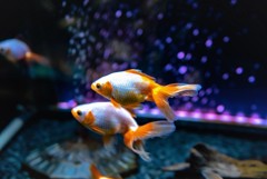 goldfish