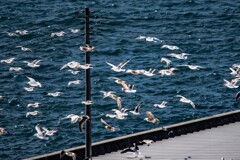 冬の海鳥たち
