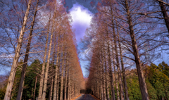 Metasequoia trees