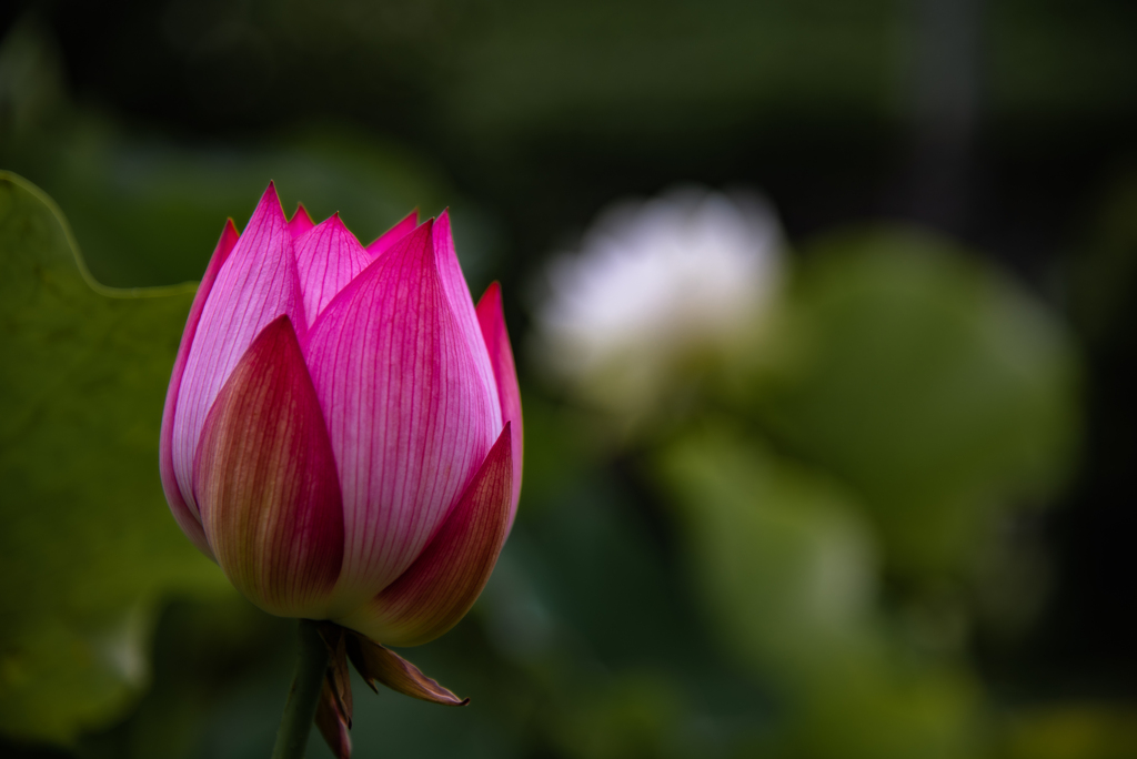 花として･･･