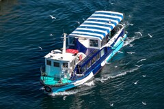 海鳥の出迎え