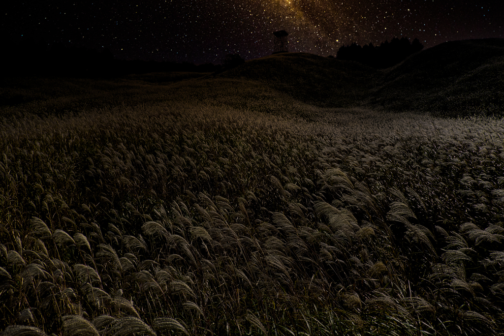 Miscanthus sinensis