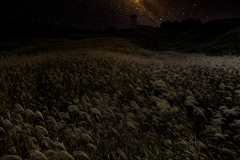 Miscanthus sinensis