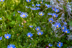 Blue Daizy