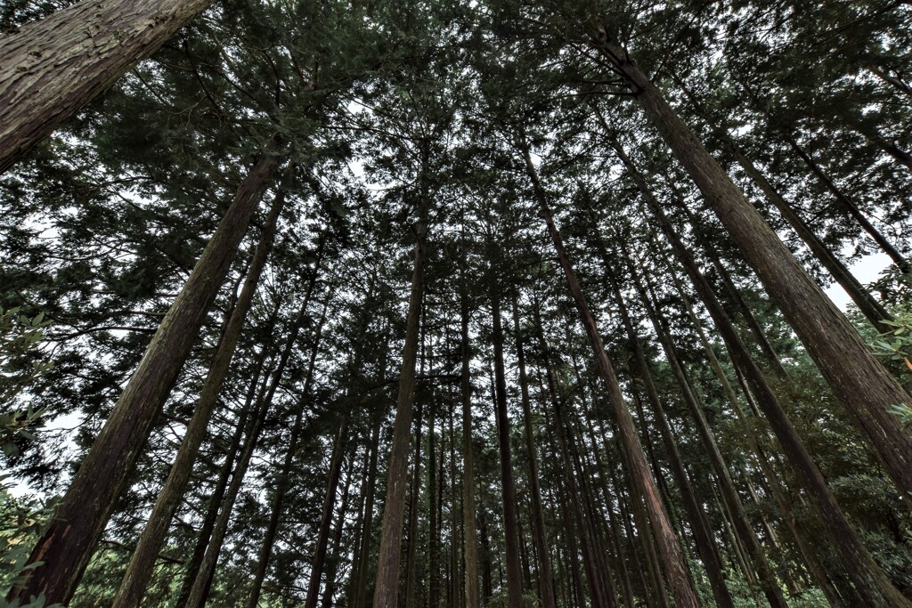 Forest bathing