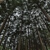 Forest bathing