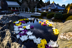 菊花の手水