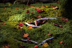 Fallen leaves