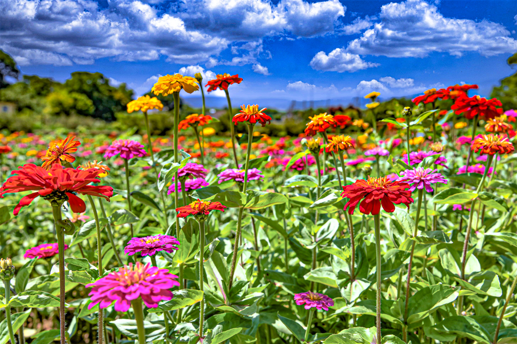 Zinnia elegans