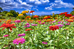 Zinnia elegans