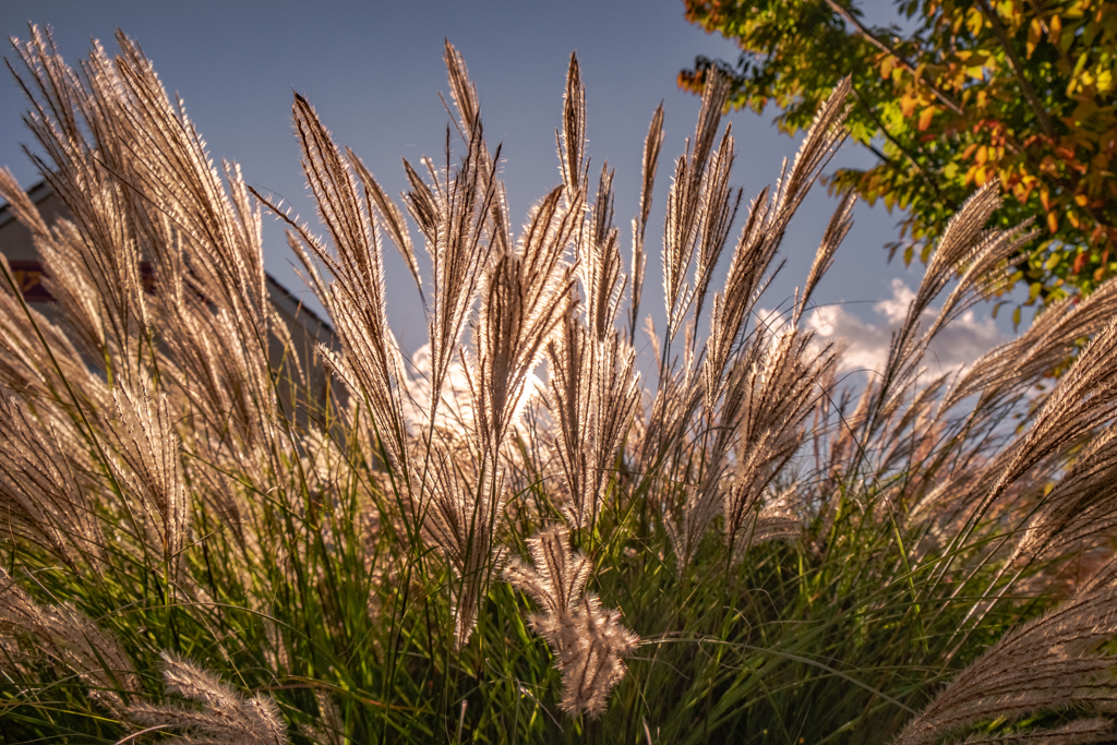 Deepening autumn