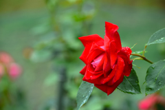 Rainy Rose