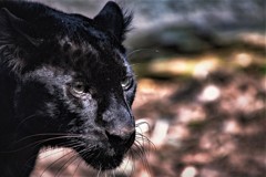 black panther