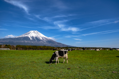 朝霧の情景