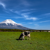 朝霧の情景
