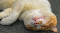 Don't disturb.