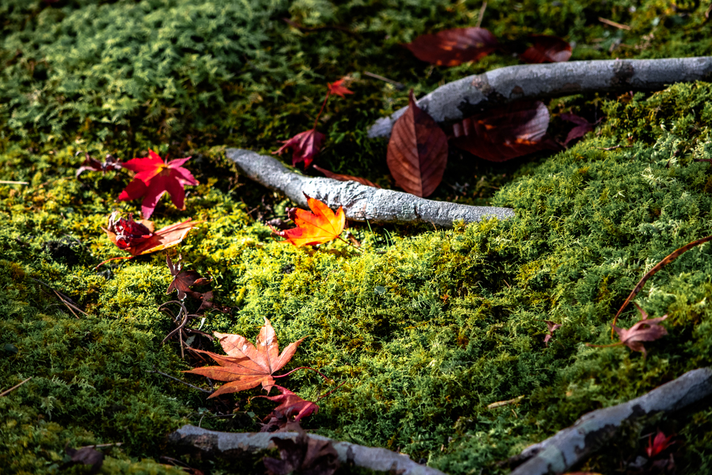 moss covered garden