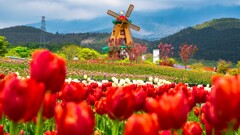 Tulip hills windmill